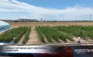 Озеленение в Туркестанской области: новый шаг к улучшению качества жизни и экологии региона