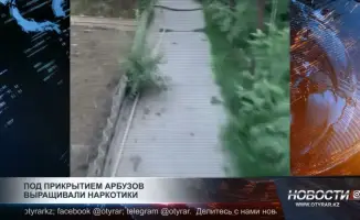 Шымкент: арбузная бахча скрывала наркосад