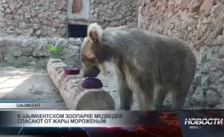 В Шымкенте медведей охладят жарким летом мороженым: зоопарк заботится о своих обитателях
