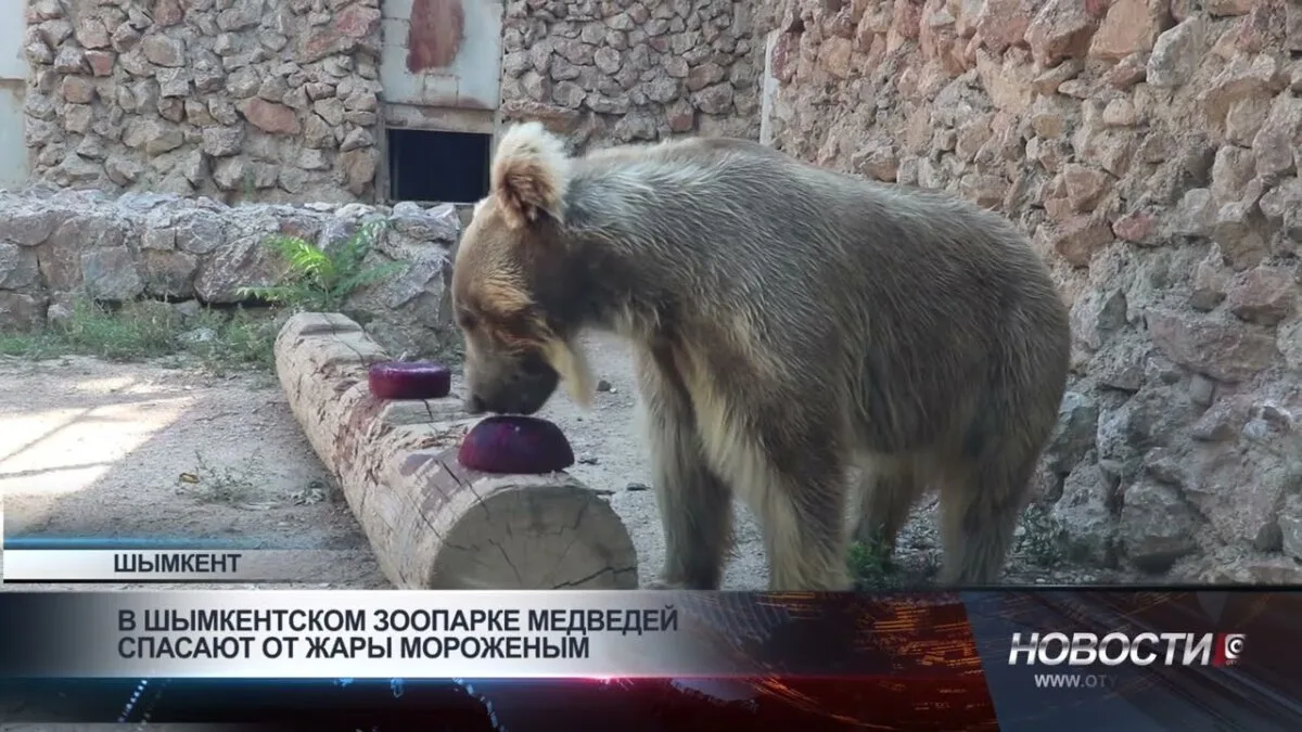 В Шымкенте медведей охладят жарким летом мороженым: зоопарк заботится о своих обитателях