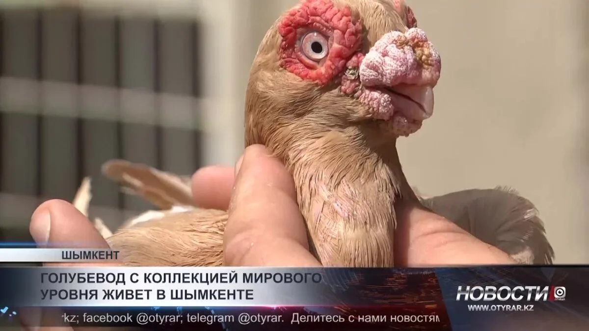 Шымкент: Гнездо мировых голубей, где каждый пернатый — живое произведение искусства