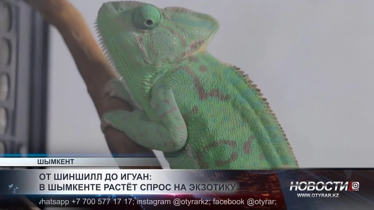 Шымкент: Хамелеоны завоёвывают сердца жителей как новые экзотические питомцы
