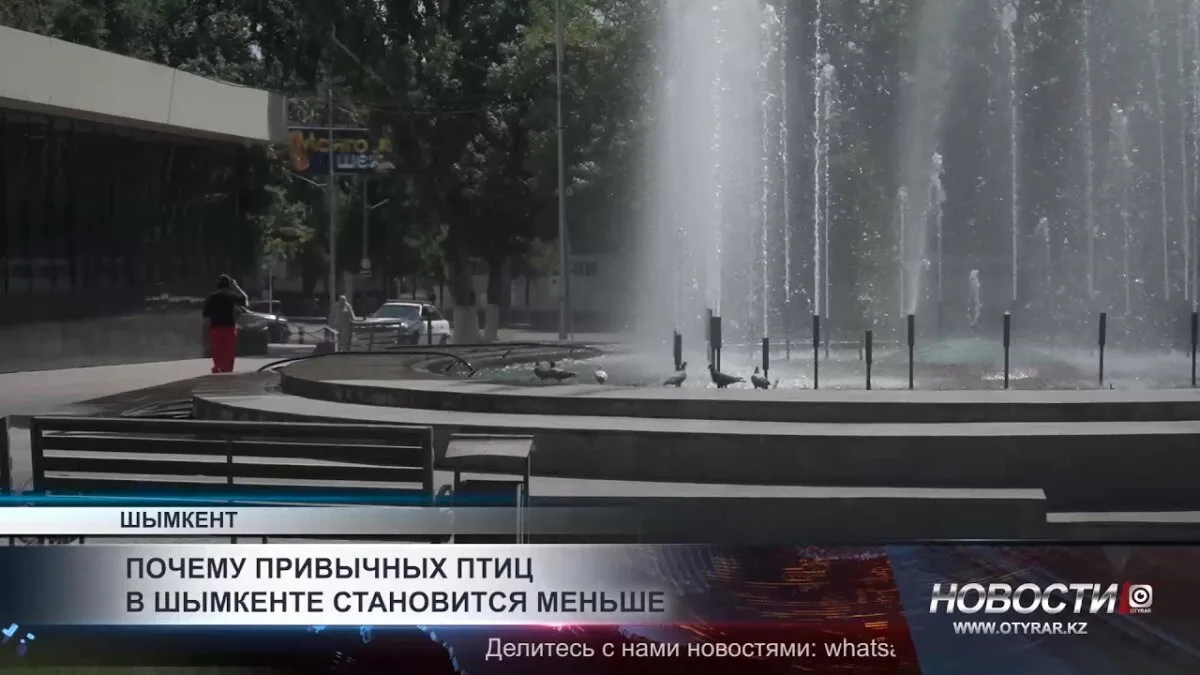 Снижение численности привычных птиц в Шымкенте: угроза экосистеме и ухудшение качества жизни горожан