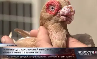 Шымкент: Гнездо мировых голубей, где каждый пернатый — живое произведение искусства