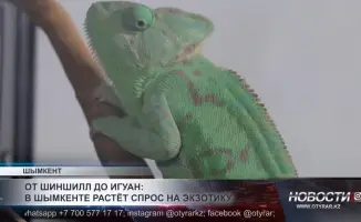 Шымкент: Хамелеоны завоёвывают сердца жителей как новые экзотические питомцы