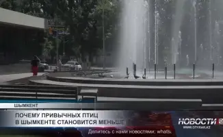 Снижение численности привычных птиц в Шымкенте: угроза экосистеме и ухудшение качества жизни горожан
