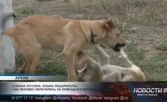 В Дендропарке местного жителя атаковали бездомные собаки
