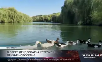 Новые пернатые обитатели озера дендропарка: международная экология в действии