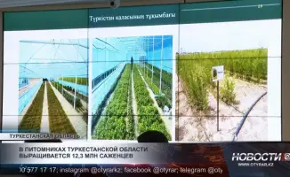 Выращивание более 12 миллионов саженцев в питомниках Туркестанской области