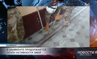 Шымкент: Змеиный балет на улицах — в городе вновь наступила пора змеиной активности