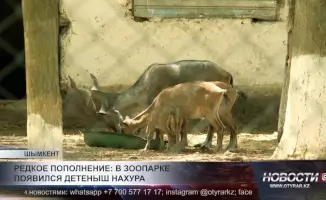 В Шымкентском зоопарке впервые за несколько лет родился краснокнижный нахур: уникальное событие для охраны редких видов!