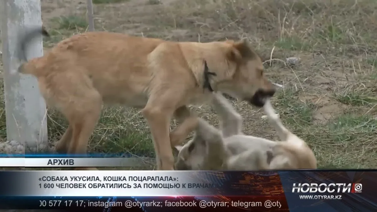 В Дендропарке местного жителя атаковали бездомные собаки