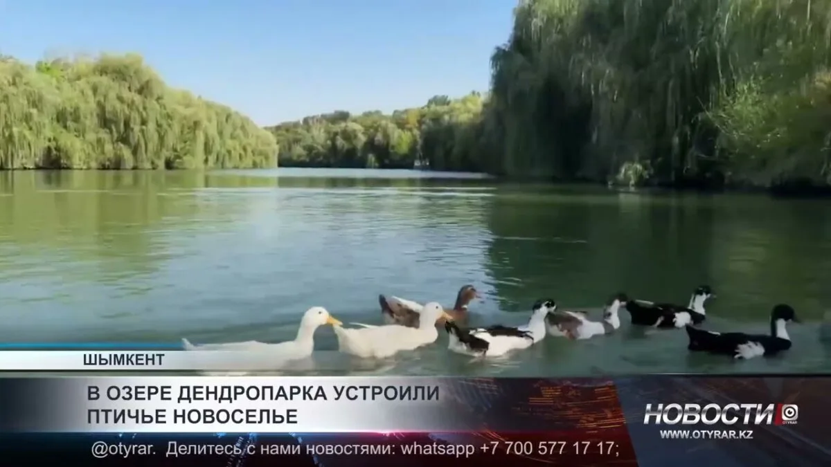 Новые пернатые обитатели озера дендропарка: международная экология в действии