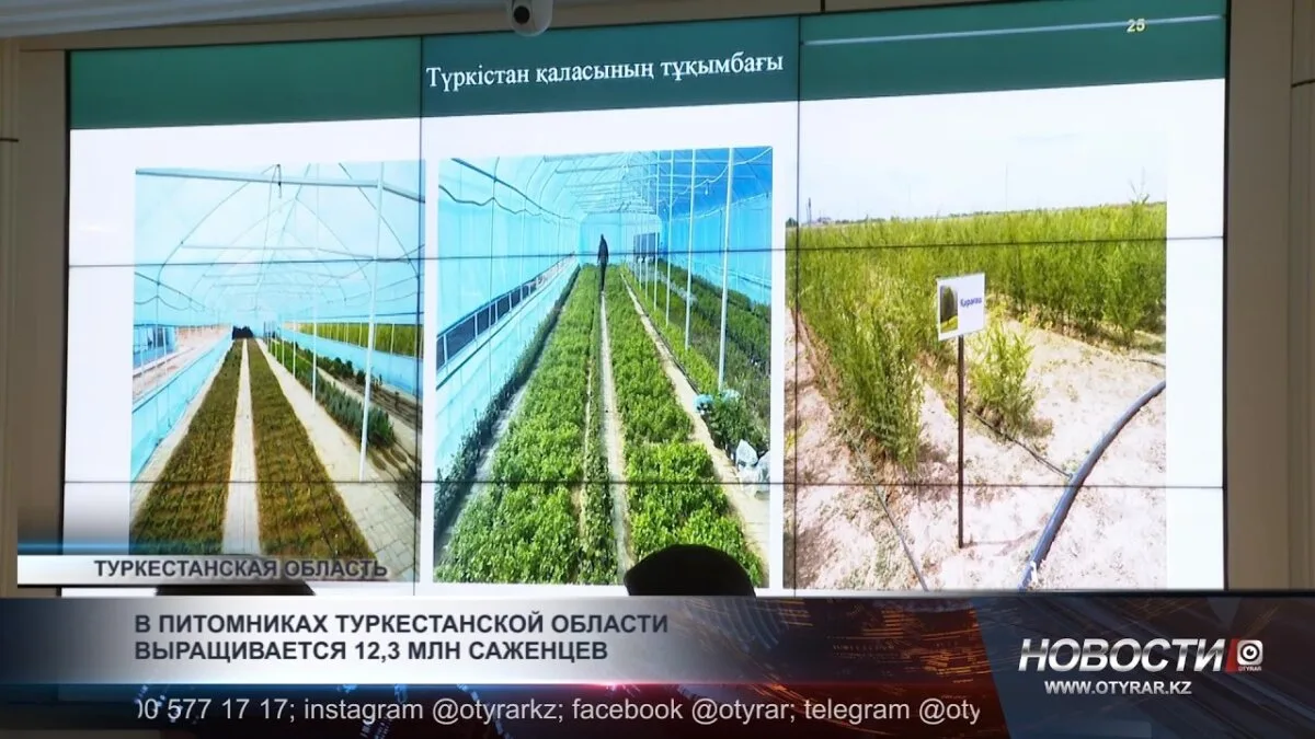 Выращивание более 12 миллионов саженцев в питомниках Туркестанской области
