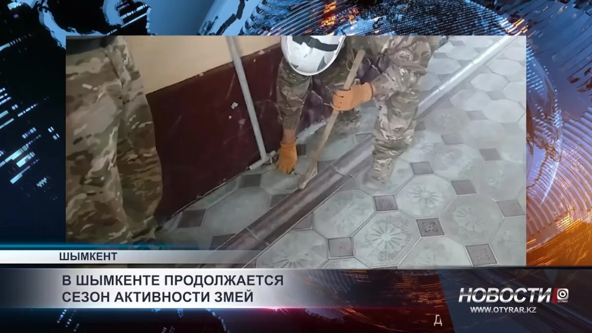 Шымкент: Змеиный балет на улицах — в городе вновь наступила пора змеиной активности