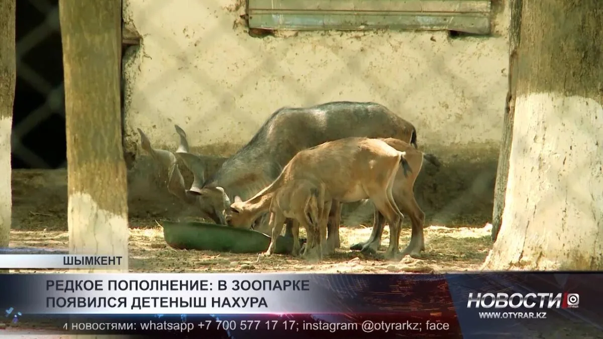 В Шымкентском зоопарке впервые за несколько лет родился краснокнижный нахур: уникальное событие для охраны редких видов!